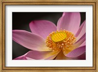 Lotus Bloom, Nyuh Kuning Village, Ubud, Bali, Indonesia Fine Art Print