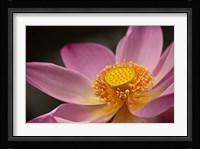 Lotus Bloom, Nyuh Kuning Village, Ubud, Bali, Indonesia Fine Art Print