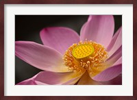 Lotus Bloom, Nyuh Kuning Village, Ubud, Bali, Indonesia Fine Art Print