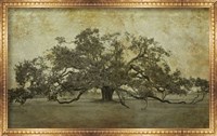Sugarmill Oak, Louisiana Fine Art Print