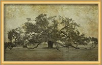 Sugarmill Oak, Louisiana Fine Art Print