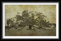 Sugarmill Oak, Louisiana Fine Art Print