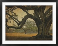 Two Oaks in Rain, Audubon Gardens Fine Art Print