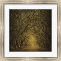 Evergreen Oak Alley (vertical view) Fine Art Print