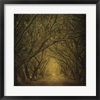 Evergreen Oak Alley (vertical view) Fine Art Print