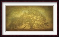 St. Joe Plantation Oak in Fog 3 Fine Art Print