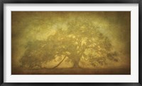 St. Joe Plantation Oak in Fog 3 Fine Art Print