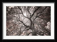 Ethereal Tree Fine Art Print