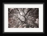 Ethereal Tree Fine Art Print