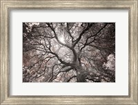 Ethereal Tree Fine Art Print