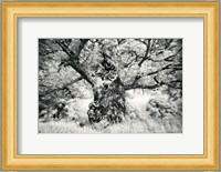 Portrait of a Tree, Study 1 Fine Art Print