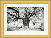 Portrait of a Tree, Study 2 Fine Art Print