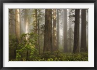 Morning Light Fine Art Print