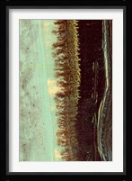 Lichen II Fine Art Print