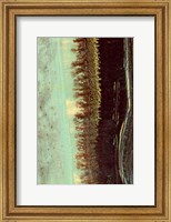 Lichen II Fine Art Print