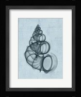 Wentletrap Shell (light blue) Fine Art Print