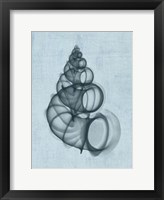 Wentletrap Shell (light blue) Fine Art Print