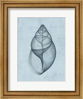 Achatina Shell (light blue) Fine Art Print