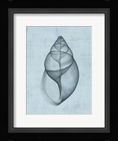 Achatina Shell (light blue) Fine Art Print