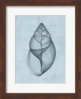 Achatina Shell (light blue) Fine Art Print