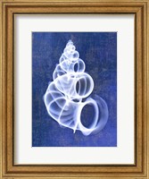Wentletrap Shell (indigo) Fine Art Print