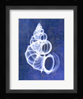 Wentletrap Shell (indigo) Fine Art Print