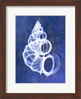 Wentletrap Shell (indigo) Fine Art Print