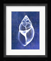 Achatina Shell (indigo) Fine Art Print