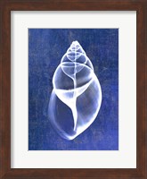 Achatina Shell (indigo) Fine Art Print