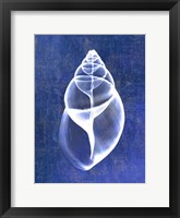 Achatina Shell (indigo) Fine Art Print