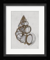 Wentletrap Shell Fine Art Print