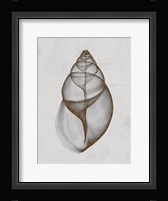 Achatina Shell Fine Art Print