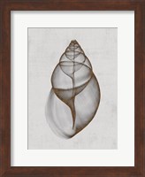 Achatina Shell Fine Art Print