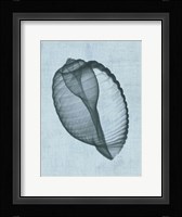 Banded Tun Shell (light blue) Fine Art Print