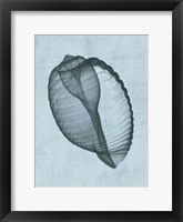 Banded Tun Shell (light blue) Fine Art Print