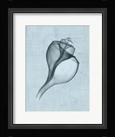 Channelled Whelk (light blue) Fine Art Print