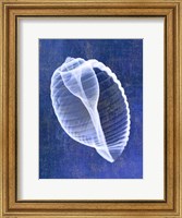 Banded Tun Shell (indigo) Fine Art Print