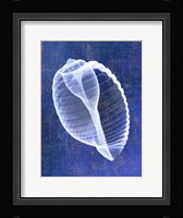 Banded Tun Shell (indigo) Fine Art Print