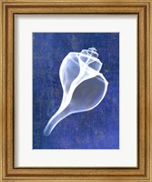 Channelled Whelk (indigo) Fine Art Print