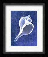 Channelled Whelk (indigo) Fine Art Print