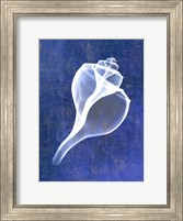 Channelled Whelk (indigo) Fine Art Print