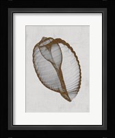 Banded Tun Shell Fine Art Print