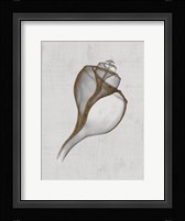 Channelled Whelk Fine Art Print