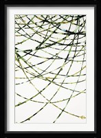 Moss Vine Fine Art Print