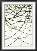 Moss Vine Fine Art Print