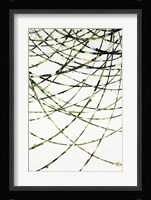 Moss Vine Fine Art Print