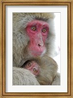 Baby Snow Monkey Clinging to Mother, Jigokudani Monkey Park, Japan Fine Art Print