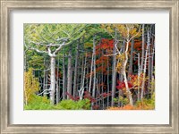 Fall colors of the Fuji-Hakone-Izu National Park, Japan Fine Art Print