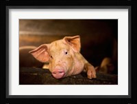 Pig Farm, Bali, Indonesia Fine Art Print