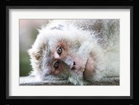 Ubud, Bali, Indonesia, Sacred monkey forest Fine Art Print